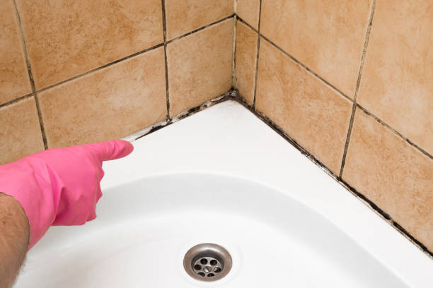 Best Black Mold Remediation in Old Miakka, FL
